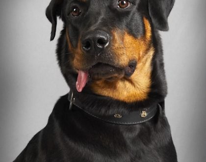 husdjursfotografering i sollentuna