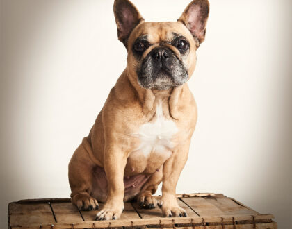 husdjursfotografering i sollentuna