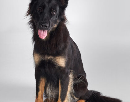 husdjursfotografering i sollentuna