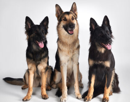 schäfrar i fotostudion