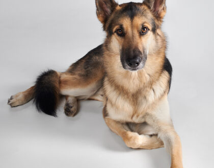 husdjursfotografering i sollentuna